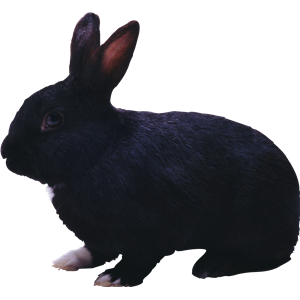 Black rabbit PNG image-3803